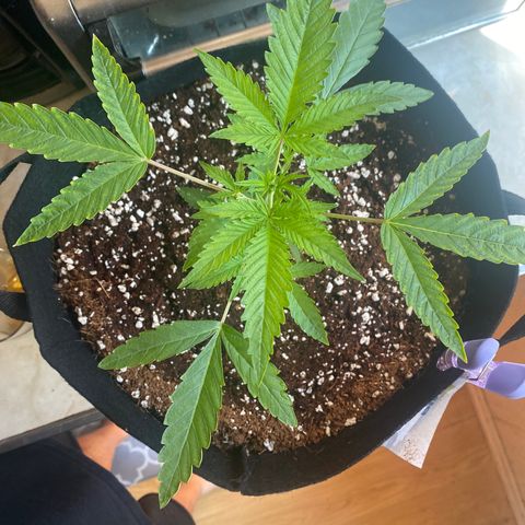 Blueberry Cupcake  growlog timeline photo