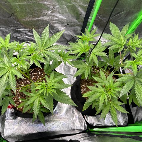 Blueberry Cupcake  growlog timeline photo