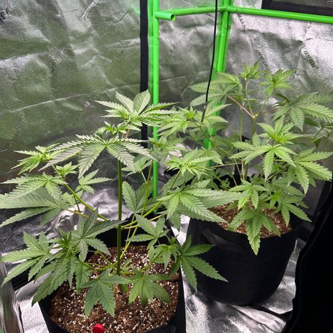 Blueberry Cupcake  growlog timeline photo