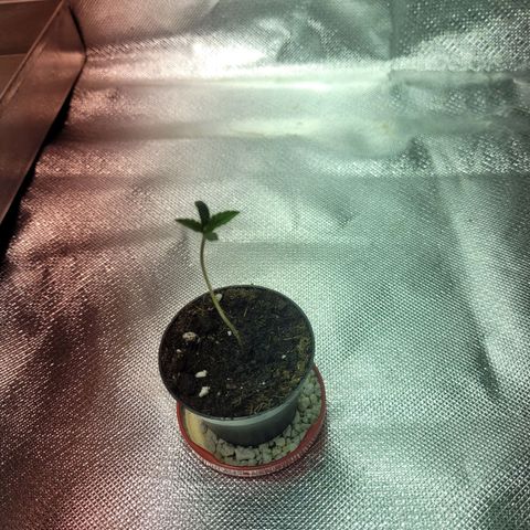Son Goku growlog photo: 6cm hoch