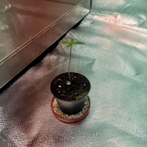 Son Goku growlog timeline photo