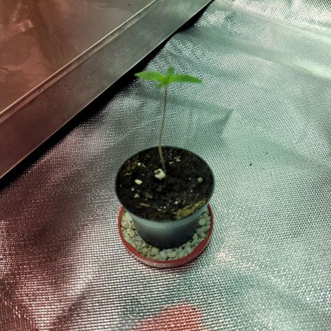 Son Goku growlog timeline photo