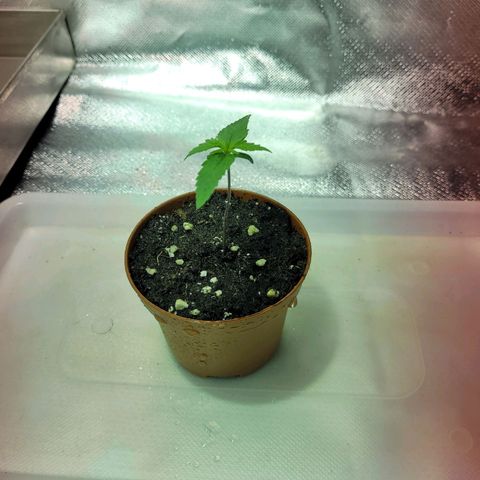 Son Goku growlog timeline photo