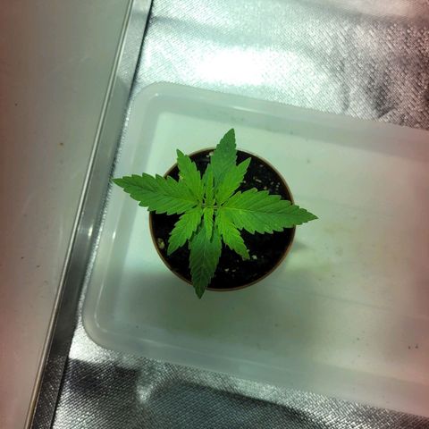 Son Goku growlog timeline photo