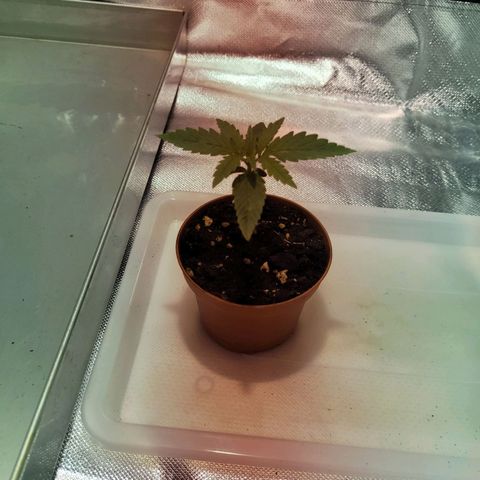 Son Goku growlog timeline photo