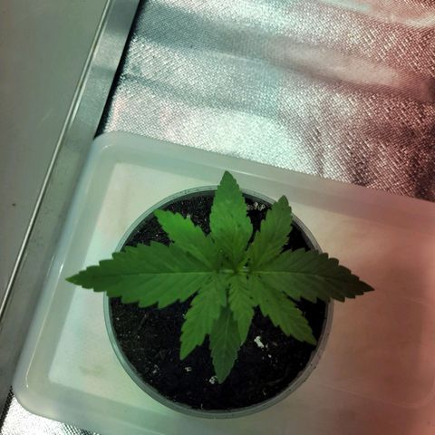 Son Goku growlog timeline photo