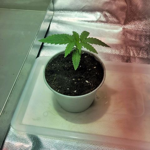 Son Goku growlog timeline photo