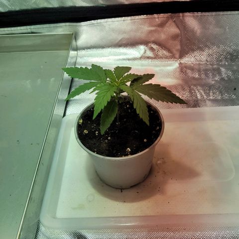 Son Goku growlog timeline photo