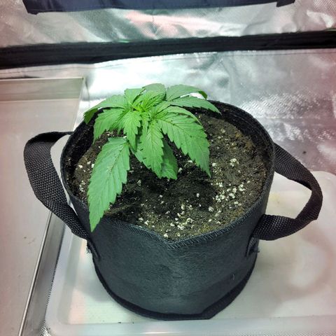 Son Goku growlog timeline photo