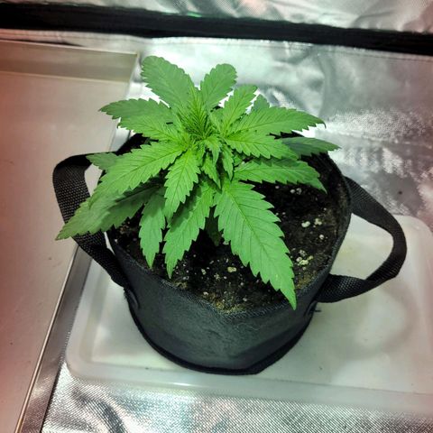 Son Goku growlog timeline photo
