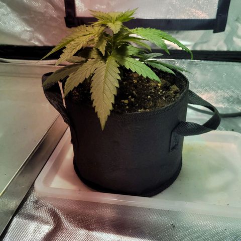 Son Goku growlog timeline photo