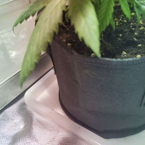 Son Goku growlog photo: Blätter hängen - überwässerung ?