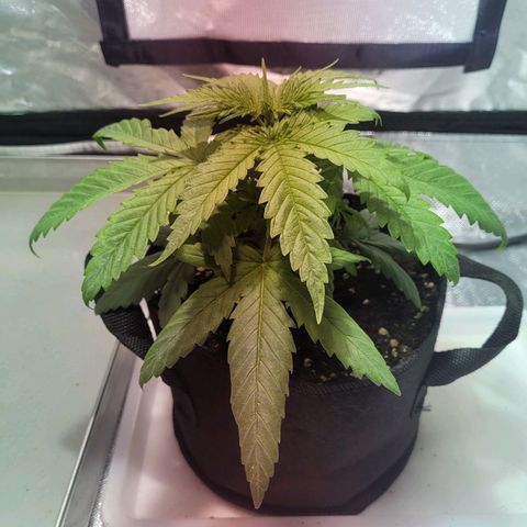 Son Goku growlog photo: Blätter hängen - überwässerung ?
