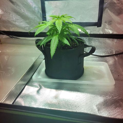 Son Goku growlog timeline photo