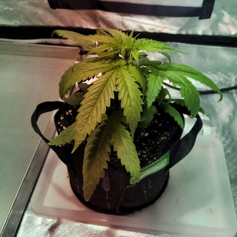 Son Goku growlog timeline photo