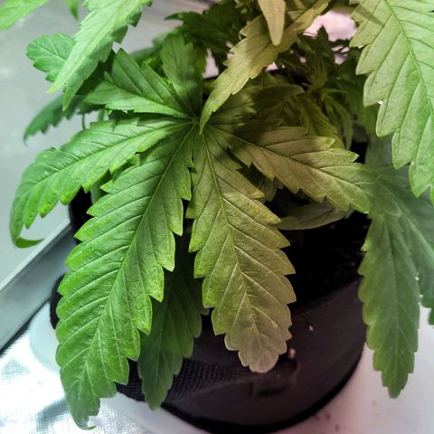 Son Goku growlog photo: Status - sieht etwas besser aus