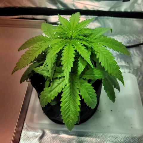 Son Goku growlog photo: Status - sieht etwas besser aus