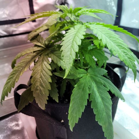 Son Goku growlog photo: Status - sieht etwas besser aus