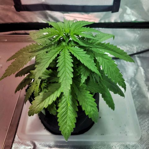 Son Goku growlog timeline photo