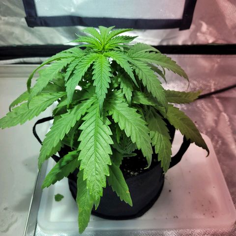 Son Goku growlog timeline photo