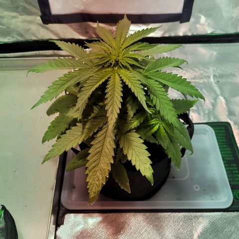 Son Goku growlog timeline photo