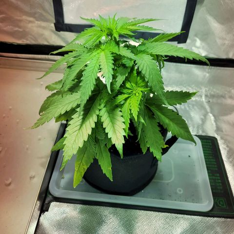 Son Goku growlog timeline photo