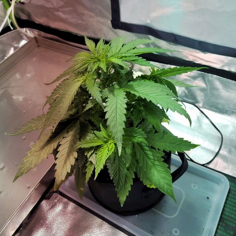 Son Goku growlog timeline photo