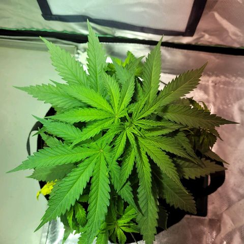 Son Goku growlog timeline photo