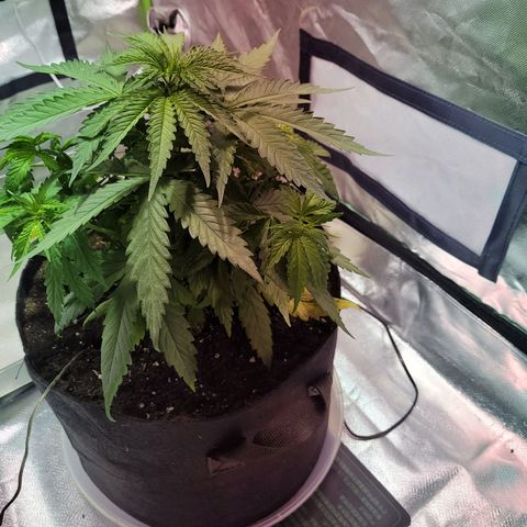 Son Goku growlog timeline photo