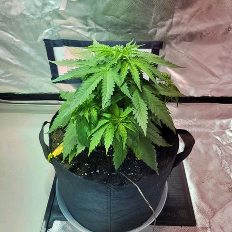 Son Goku growlog timeline photo