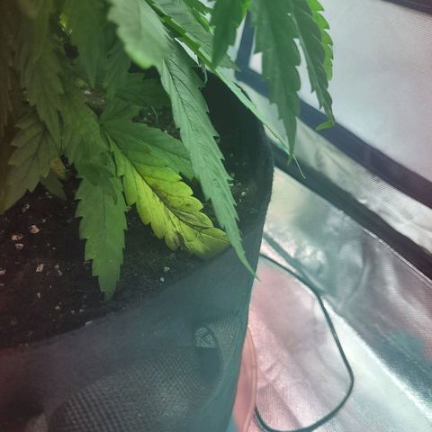 Son Goku growlog timeline photo