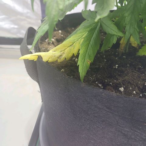 Son Goku growlog timeline photo