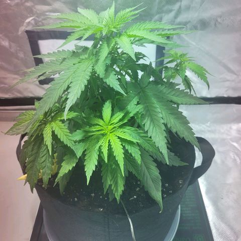 Son Goku growlog timeline photo