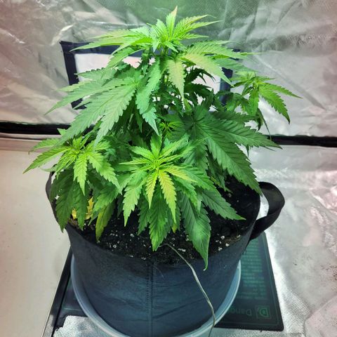 Son Goku growlog timeline photo