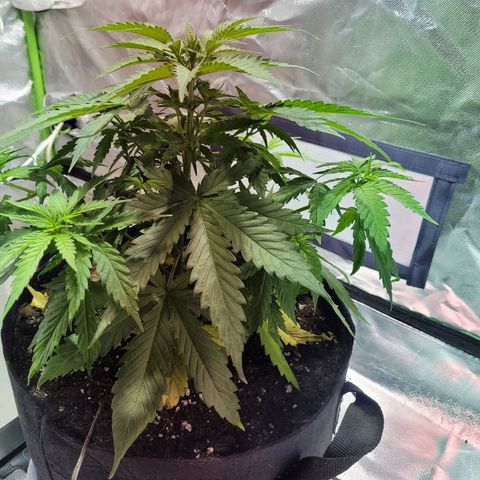 Son Goku growlog timeline photo