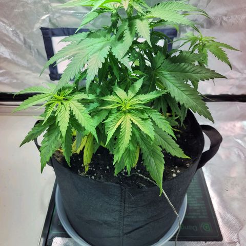 Son Goku growlog timeline photo