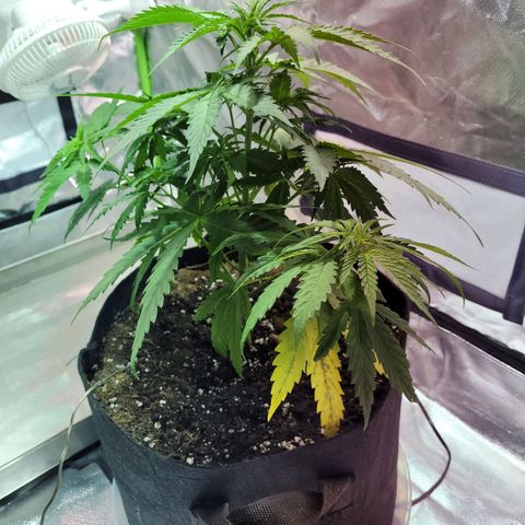 Son Goku growlog timeline photo