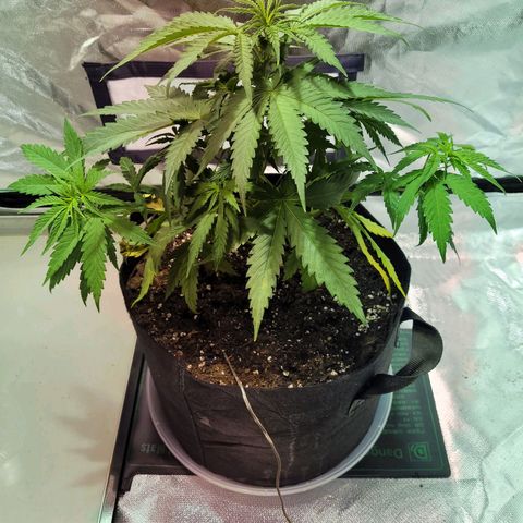 Son Goku growlog timeline photo