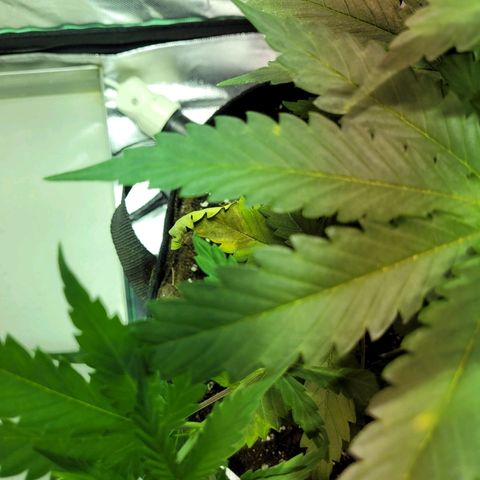 Son Goku growlog timeline photo