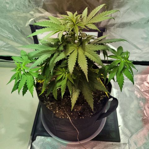 Son Goku growlog timeline photo