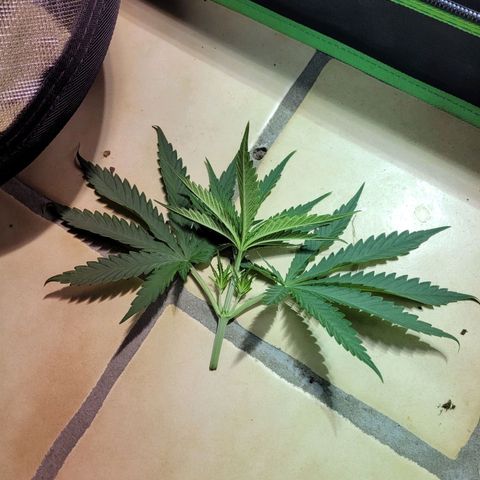 Son Goku growlog timeline photo