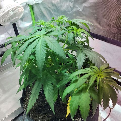Son Goku growlog timeline photo