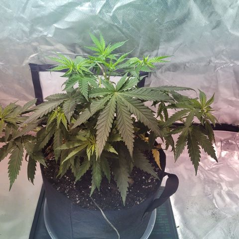 Son Goku growlog timeline photo