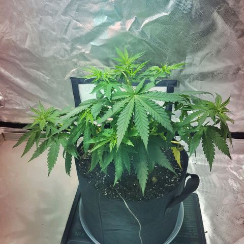 Son Goku growlog timeline photo