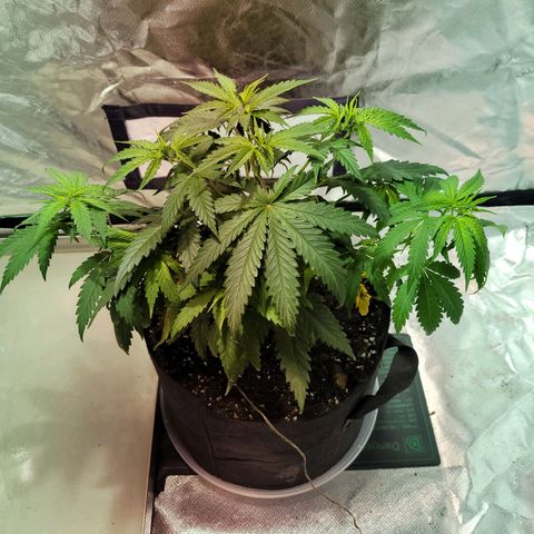 Son Goku growlog timeline photo