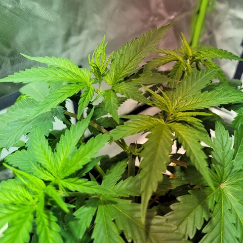 Son Goku growlog timeline photo