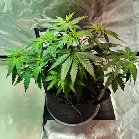 Son Goku growlog timeline photo