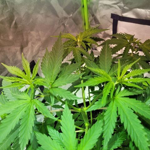 Son Goku growlog timeline photo