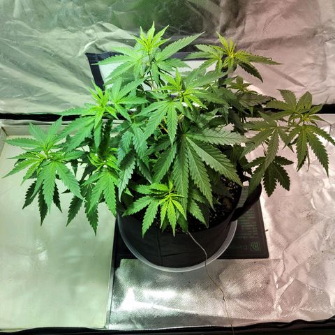 Son Goku growlog timeline photo