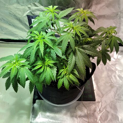 Son Goku growlog timeline photo